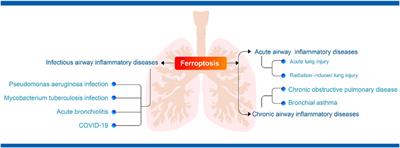 The link between ferroptosis and airway inflammatory diseases: A novel target for treatment